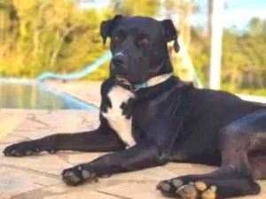 Cachorro raça SRD-ViraLata idade 2 anos nome Lindo
