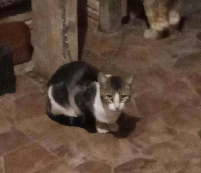 Gato ra a Sem Raça definida  idade 2 anos nome Sem nome 3 