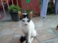Floquinho
