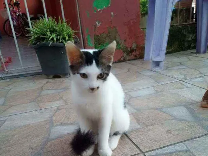 Gato raça  idade 2 a 6 meses nome Floquinho