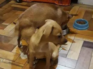Cachorro raça SRD-ViraLata idade 2 a 6 meses nome Gaby