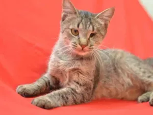 Gato raça SRD-ViraLata idade 7 a 11 meses nome Bonequinha