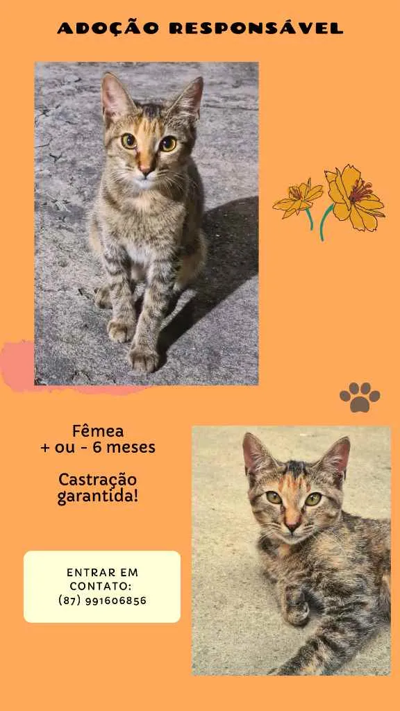 Gato ra a SRD idade 2 a 6 meses nome Érico