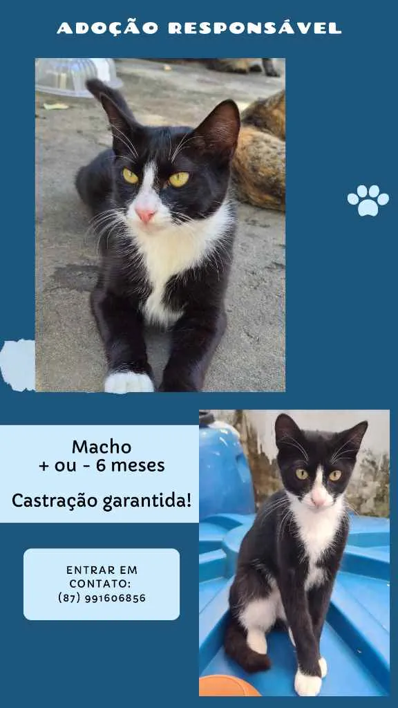 Gato ra a SRD idade 2 a 6 meses nome Érico