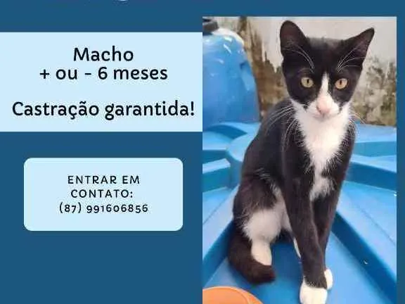 Gato ra a SRD idade 2 a 6 meses nome Érico