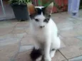 Floquinho