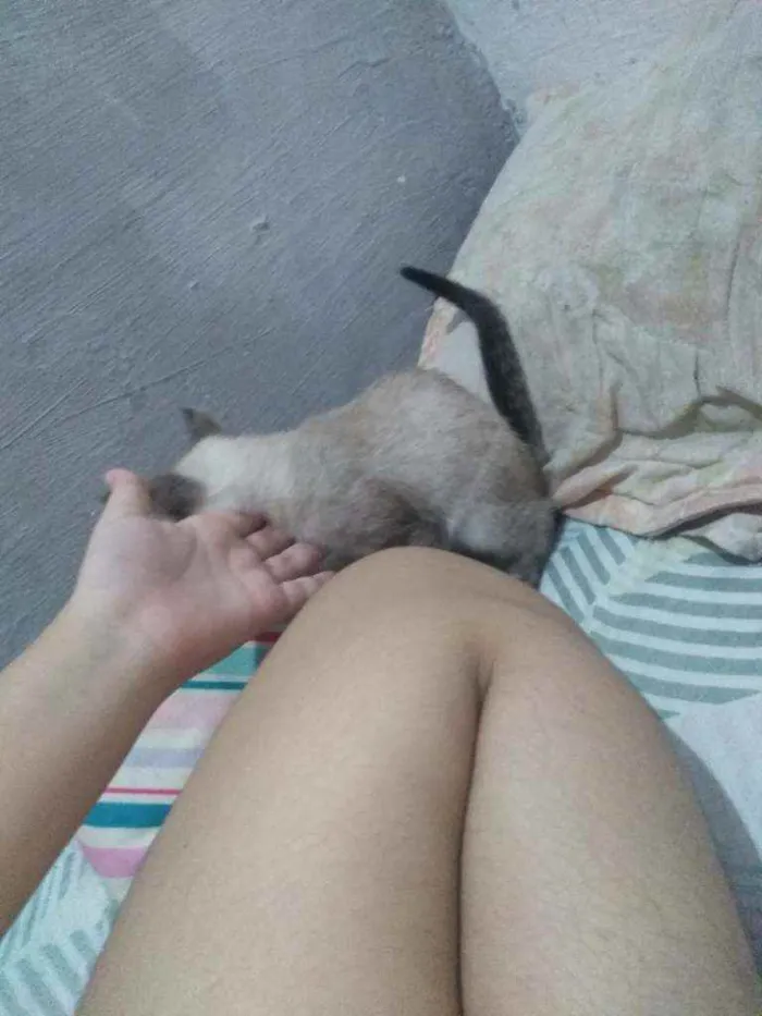 Gato ra a ciames  idade 2 a 6 meses nome princesa