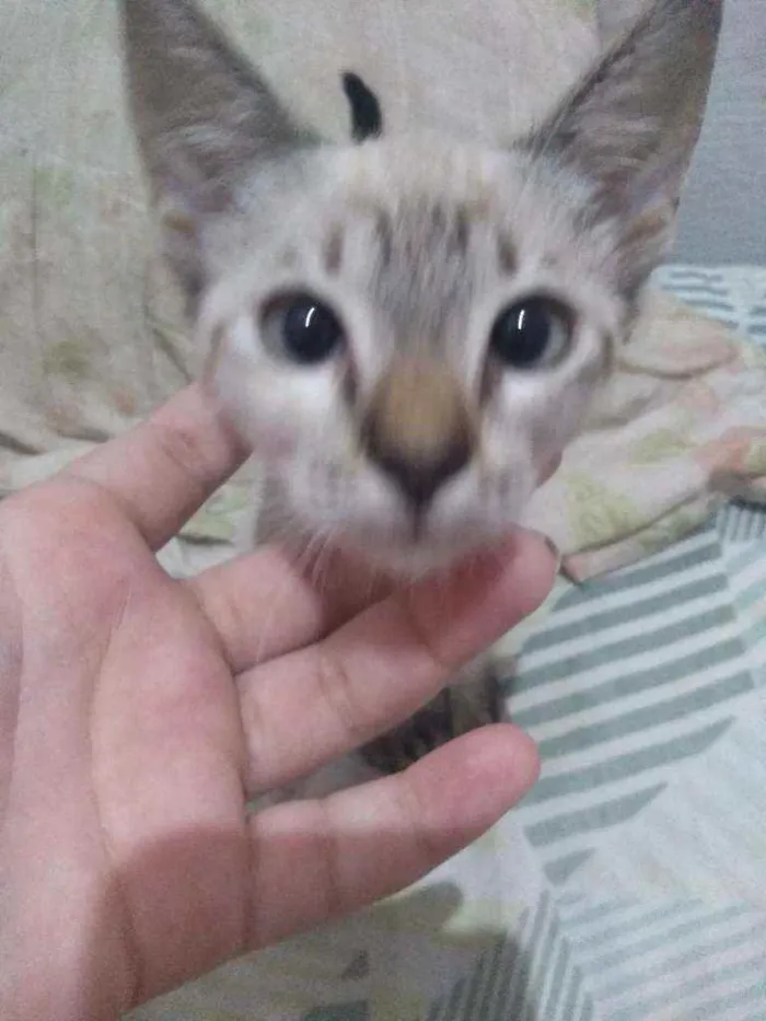Gato ra a ciames  idade 2 a 6 meses nome princesa