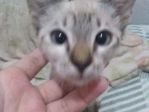 Gato raça ciames  idade 2 a 6 meses nome princesa
