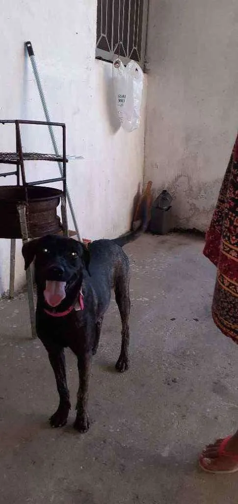 Cachorro ra a Não sei idade 2 a 6 meses nome Mille