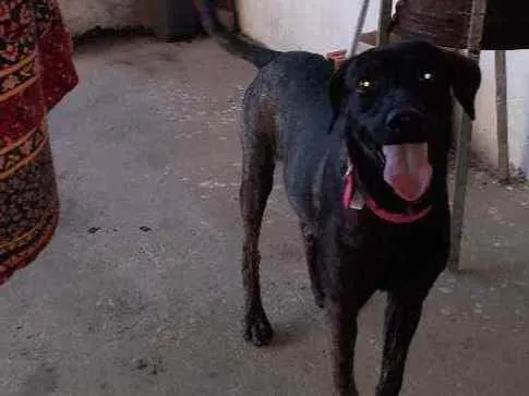 Cachorro ra a Não sei idade 2 a 6 meses nome Mille