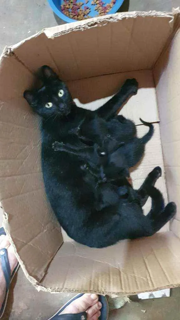 Gato raça  idade Abaixo de 2 meses nome Filhotes 