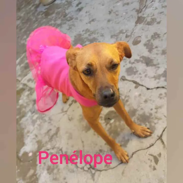 Cachorro raça  idade 3 anos nome Penélope 