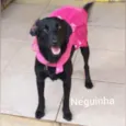 Neguinha 