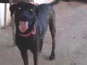 Cachorro raça Não sei idade 2 a 6 meses nome Mille