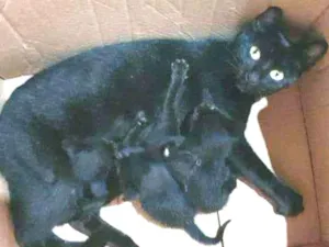 Gato raça  idade Abaixo de 2 meses nome Filhotes 