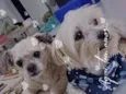 Cachorro raça  idade 5 anos nome Alfredo e Pedrita 