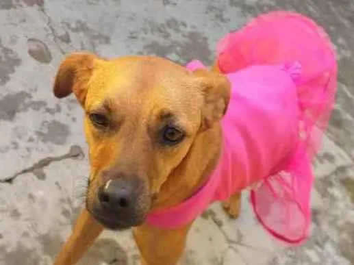 Cachorro raça  idade 3 anos nome Penélope 