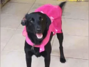 Cachorro raça  idade 3 anos nome Neguinha 