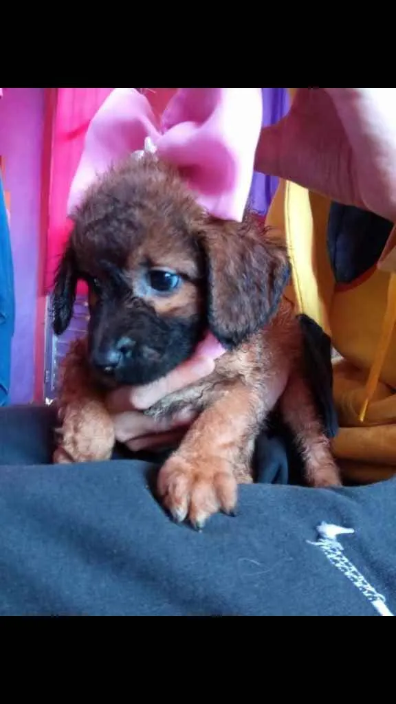 Cachorro ra a Vira lata idade 2 a 6 meses nome Rosa