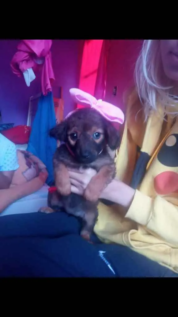 Cachorro ra a Vira lata idade Abaixo de 2 meses nome Madalena
