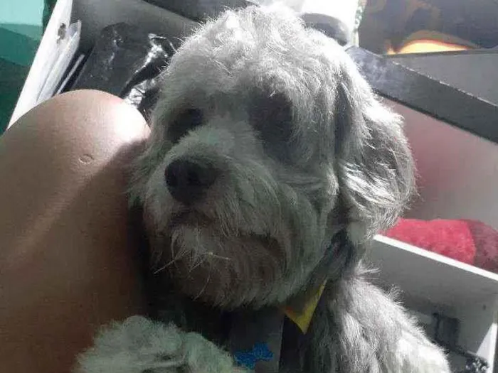 Cachorro raça Poodle idade 1 ano nome Scott