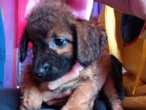 Cachorro ra a Vira lata idade 2 a 6 meses nome Rosa