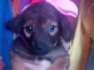 Cachorro raça Vira lata idade Abaixo de 2 meses nome Madalena