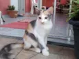 Mel
