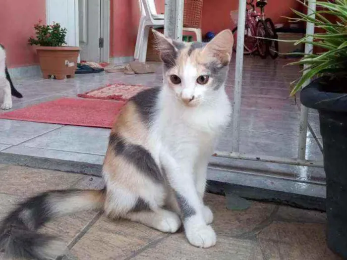 Gato raça Vira lata idade 2 a 6 meses nome Mel