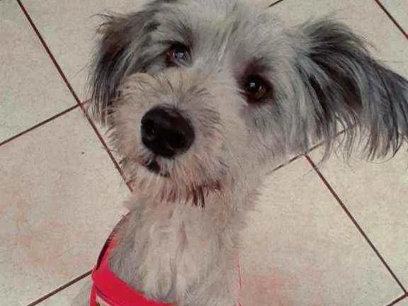 Cachorro raça Mix poodle idade 1 ano nome Mel