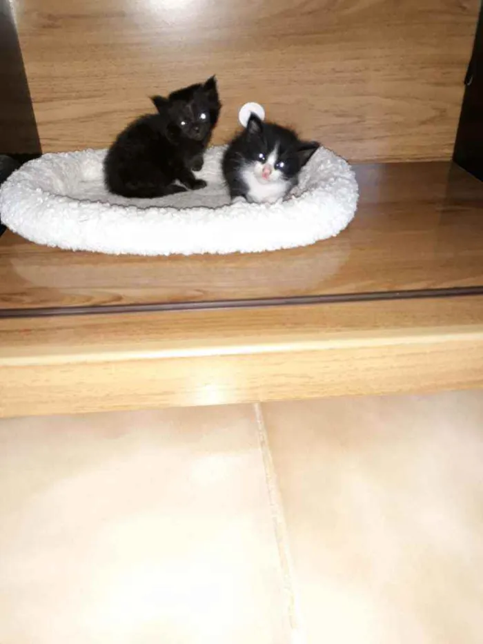Gato ra a Vira-latas idade Abaixo de 2 meses nome Sem nomes