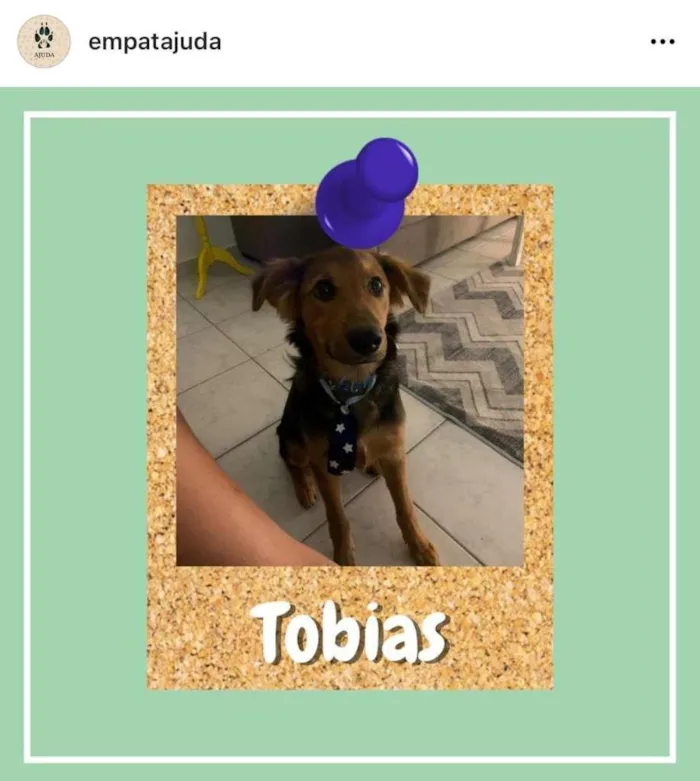 Cachorro ra a SRD-ViraLata idade 2 a 6 meses nome Tobias