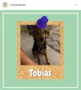 Tobias