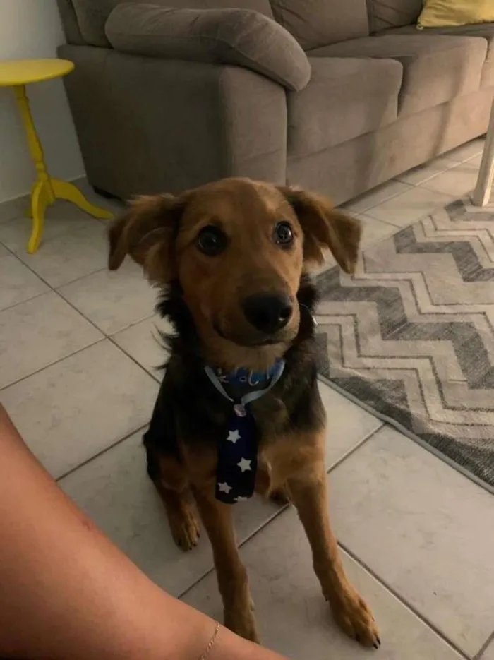 Cachorro ra a SRD-ViraLata idade 2 a 6 meses nome Tobias
