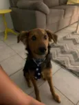 Tobias
