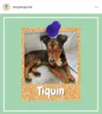Tiquin