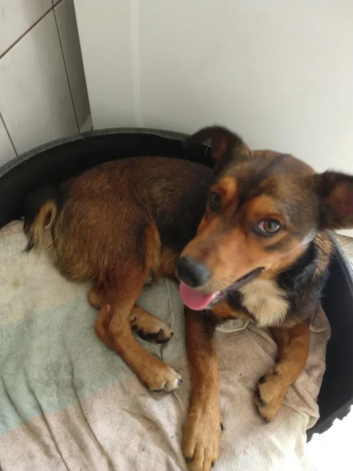 Cachorro ra a SRD-ViraLata idade 1 ano nome Tiquin