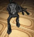 Chico 