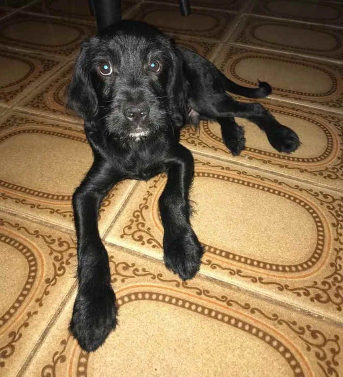 Cachorro ra a SDR idade 2 a 6 meses nome Chico 