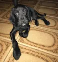 Chico 