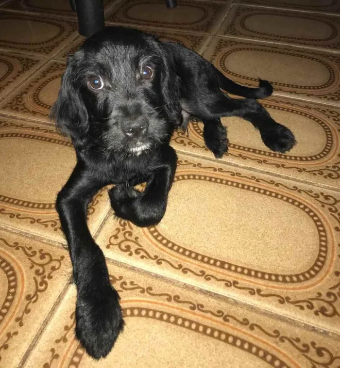 Cachorro ra a SDR idade 2 a 6 meses nome Chico 