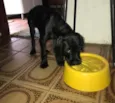 Chico 