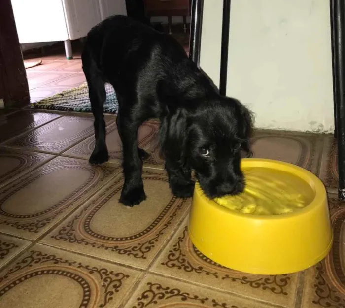 Cachorro ra a SDR idade 2 a 6 meses nome Chico 
