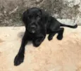 Chico 