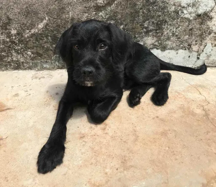 Cachorro ra a SDR idade 2 a 6 meses nome Chico 