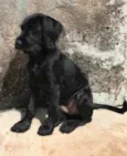 Chico 