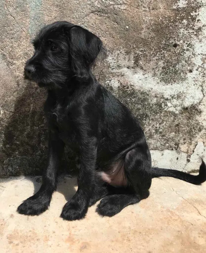 Cachorro ra a SDR idade 2 a 6 meses nome Chico 