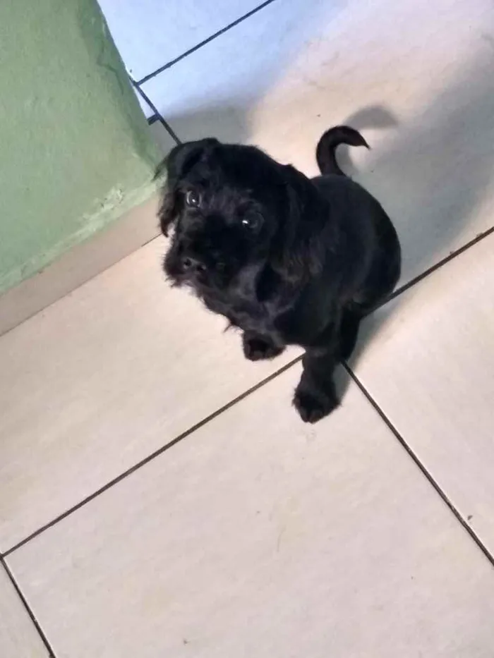 Cachorro ra a SDR idade 2 a 6 meses nome Chico 