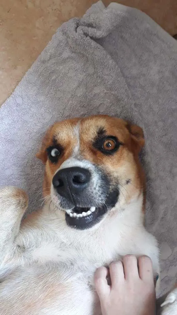 Cachorro ra a SRD-ViraLata idade 1 ano nome Max